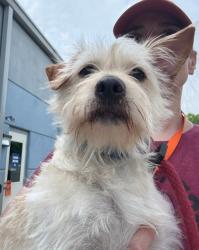 Shelter Stray Male Dog last seen Near Wendley, 21229, MD, Baltimore, MD 21230