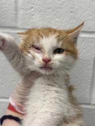 Shelter Stray Male Cat last seen Near E 23rd St, 21218, MD, Baltimore, MD 21230