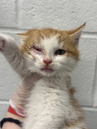 Shelter Stray Male Cat last seen Near E 23rd St, 21218, MD, Baltimore, MD 21230