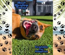 Shelter Stray Female Dog last seen W Jefferson Ave & S Walnut Ave, Fresno Zone Fresno CO 1A 93706, CA, Fresno, CA 93706
