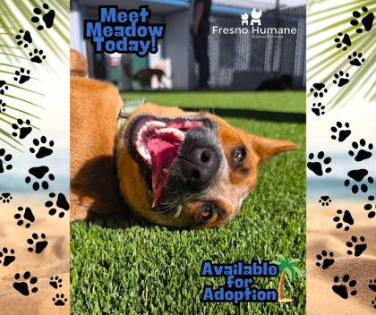 Shelter Stray Female Dog last seen W Jefferson Ave & S Walnut Ave, Fresno Zone Fresno CO 1A 93706, CA, Fresno, CA 93706