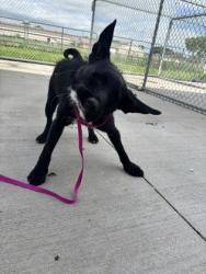 Shelter Stray Male Dog last seen Grand Island, NE 68803, Grand Island, NE 68801
