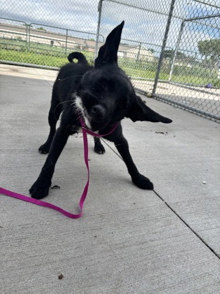 Shelter Stray Male Dog last seen Grand Island, NE 68803, Grand Island, NE 68801