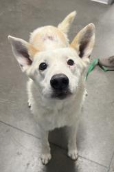 Shelter Stray Male Dog last seen CA-180 & N Brawley Ave, Fresno Zone Fresno CO 1A 93706, CA, Fresno, CA 93706