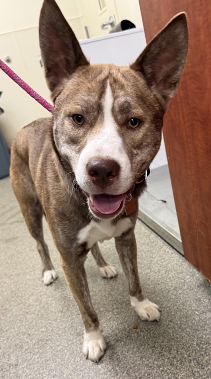 Shelter Stray Male Dog last seen Hamilton, OH , Hamilton, OH 45011