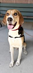 Shelter Stray Male Dog last seen Summerville, SC 29486, North Charleston, SC 29406