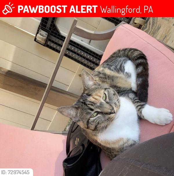 Lost Female Cat last seen Maple rd, Wallingford, PA 19086