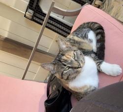 Lost Female Cat last seen Maple rd, Wallingford, PA 19086