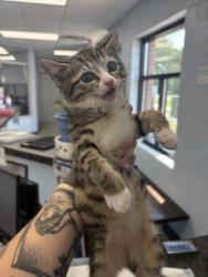 Shelter Stray Female Cat last seen Madam Moores ln, James City, NC, 1639 Old Airport Rd, New Bern, NC 28562, USA