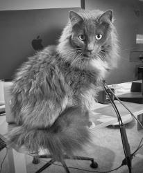 Lost Female Cat last seen riverside and avonshire ln, Fort Worth, TX 76137