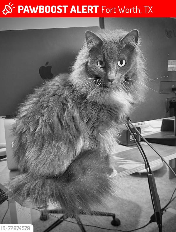Lost Female Cat last seen riverside and avonshire ln, Fort Worth, TX 76137
