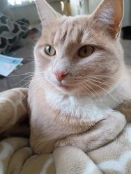 Lost Female Cat last seen East River Rd, Motley, MN 56466