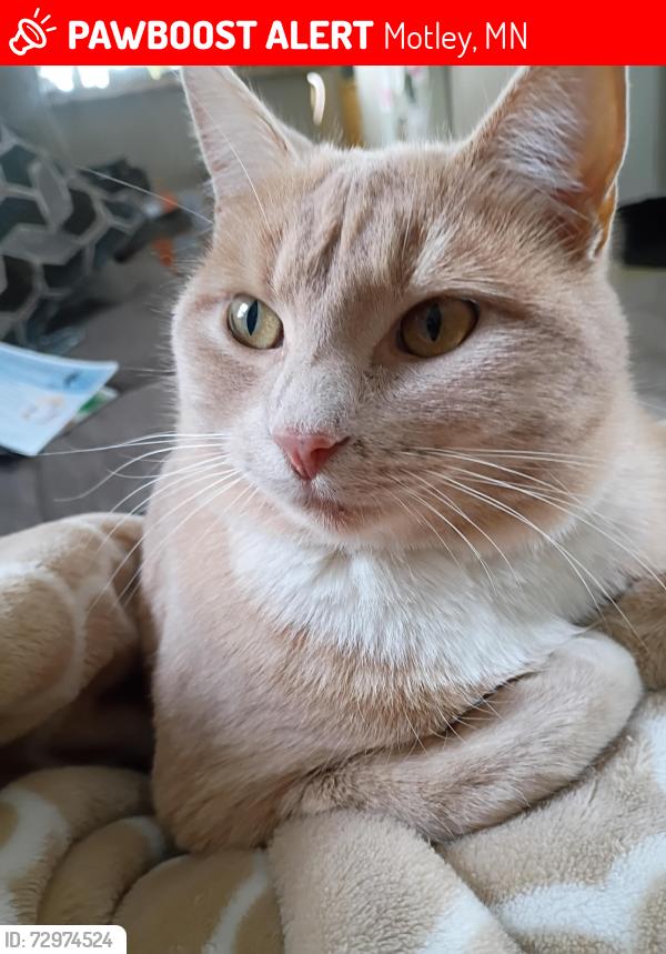 Lost Female Cat last seen East River Rd, Motley, MN 56466