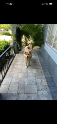 Reunited Female Dog last seen Near peachwillow ln, Walnut Creek, CA 94598