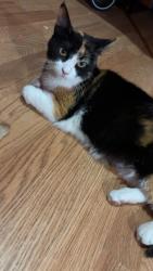 Reunited Female Cat last seen 43rd South Honore & Wolcott, Chicago, IL 60609