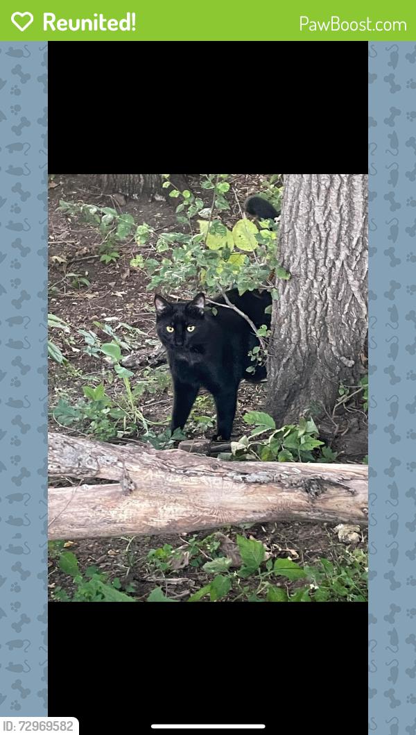 Reunited Male Cat last seen Near Lexington plaza west Des Moines Iowa 50220, West Des Moines, IA 50266