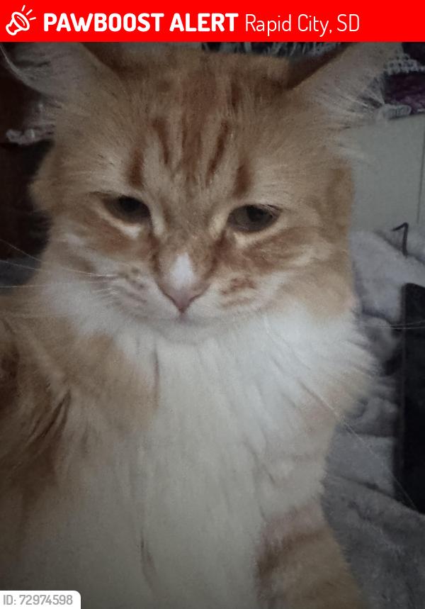Lost Male Cat last seen East highway 44, Mickelson Drive, Rapid City, SD 57703