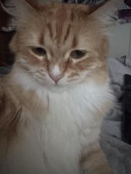 Lost Male Cat last seen East highway 44, Mickelson Drive, Rapid City, SD 57703
