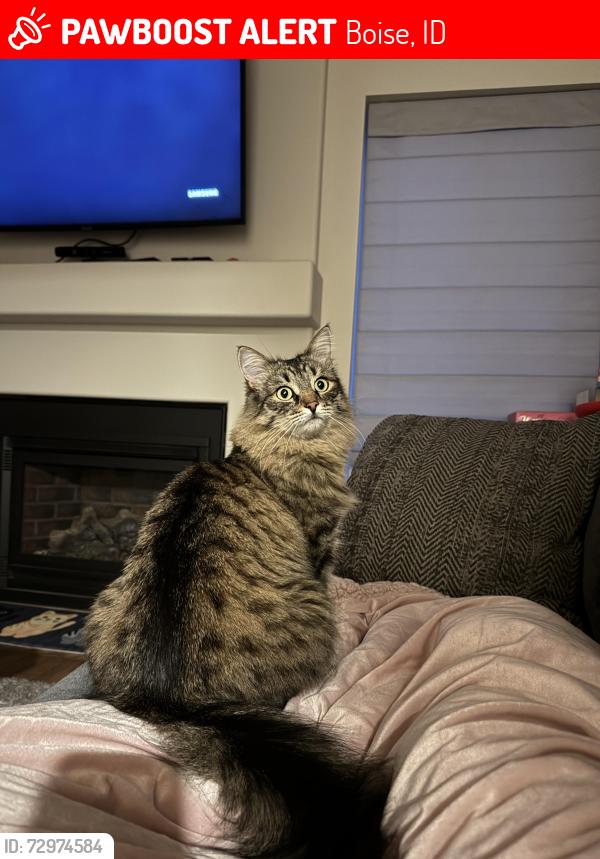 Lost Male Cat last seen Parkcenter Blvd and Spring Meadow , Boise, ID 83706
