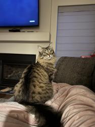 Lost Male Cat last seen Parkcenter Blvd and Spring Meadow , Boise, ID 83706