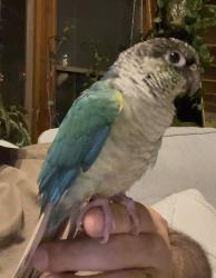 Lost Unknown Bird last seen Yoder Rd & Harleysville Pike, Harleysville, PA 19438