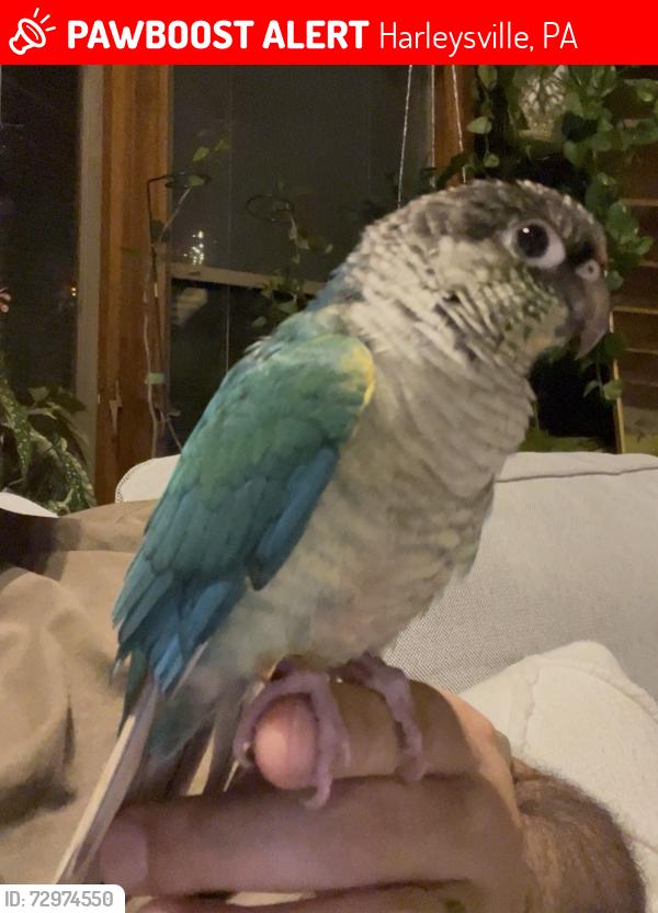 Lost Unknown Bird last seen Yoder Rd & Harleysville Pike, Harleysville, PA 19438