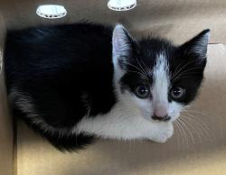 Shelter Stray Male Cat last seen Carnegie Avenue, STATEN ISLAND, NY, 10314, Staten Island, NY 10309