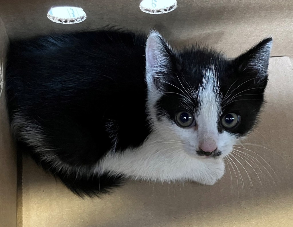 Shelter Stray Male Cat last seen Carnegie Avenue, STATEN ISLAND, NY, 10314, Staten Island, NY 10309