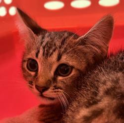 Shelter Stray Female Cat last seen street, San Diego, CA, 92113, San Diego, CA 92110