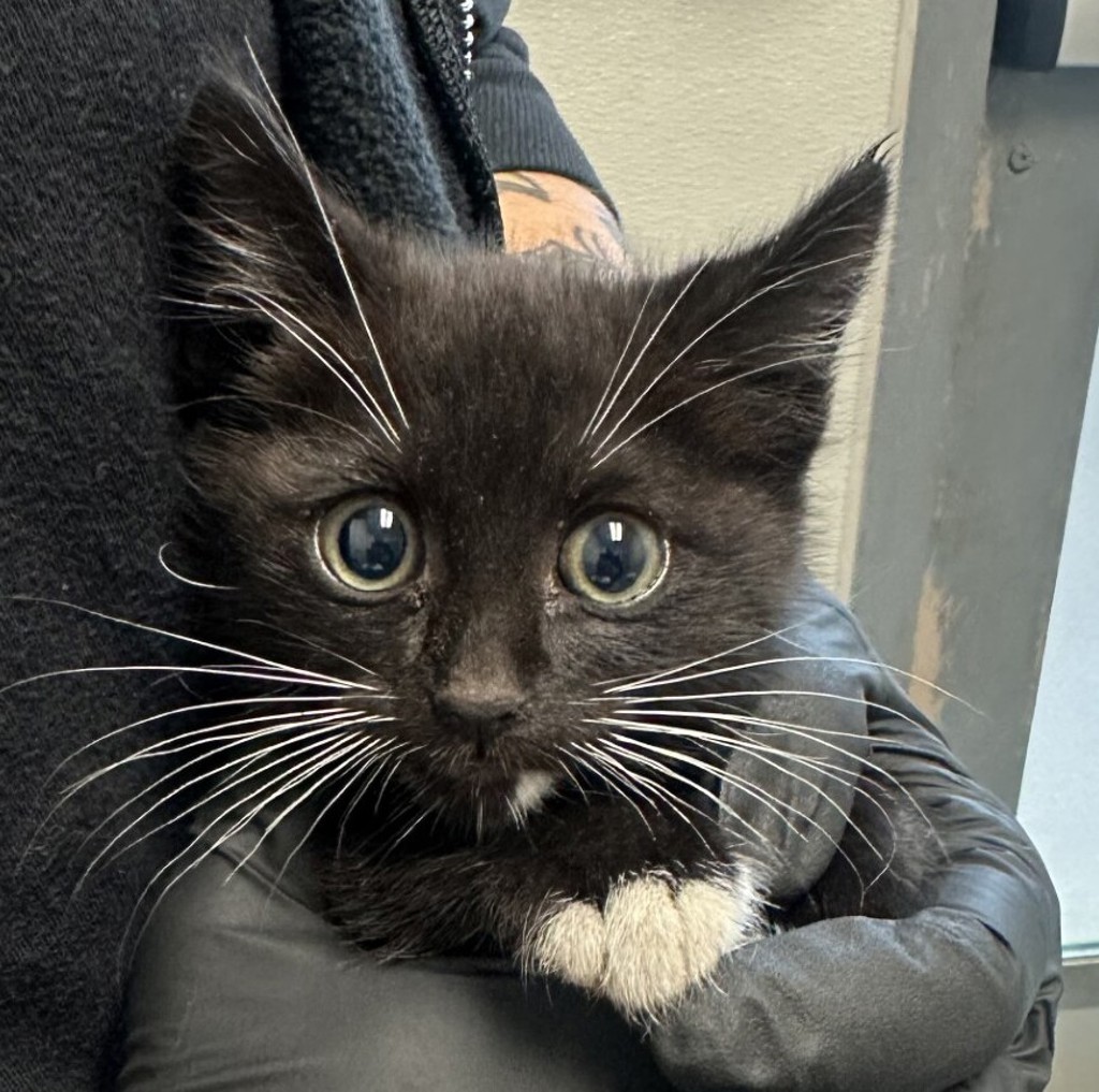Shelter Stray Male Cat last seen Near Olvera Avenue, San Diego, CA, 92114, San Diego, CA 92110