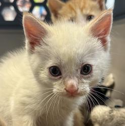 Shelter Stray Male Cat last seen Saturn Boulevard, San Diego, CA, 92154, San Diego, CA 92110