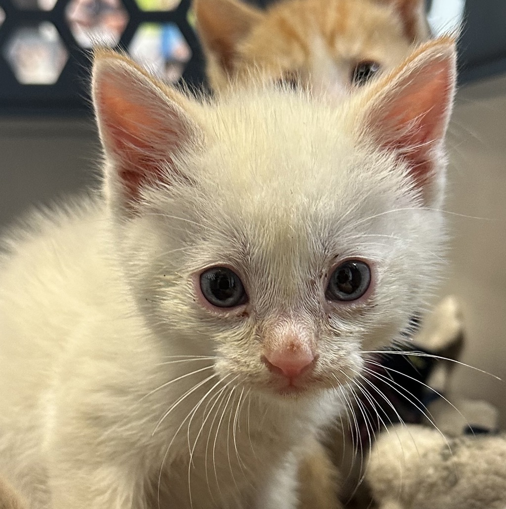 Shelter Stray Male Cat last seen Saturn Boulevard, San Diego, CA, 92154, San Diego, CA 92110
