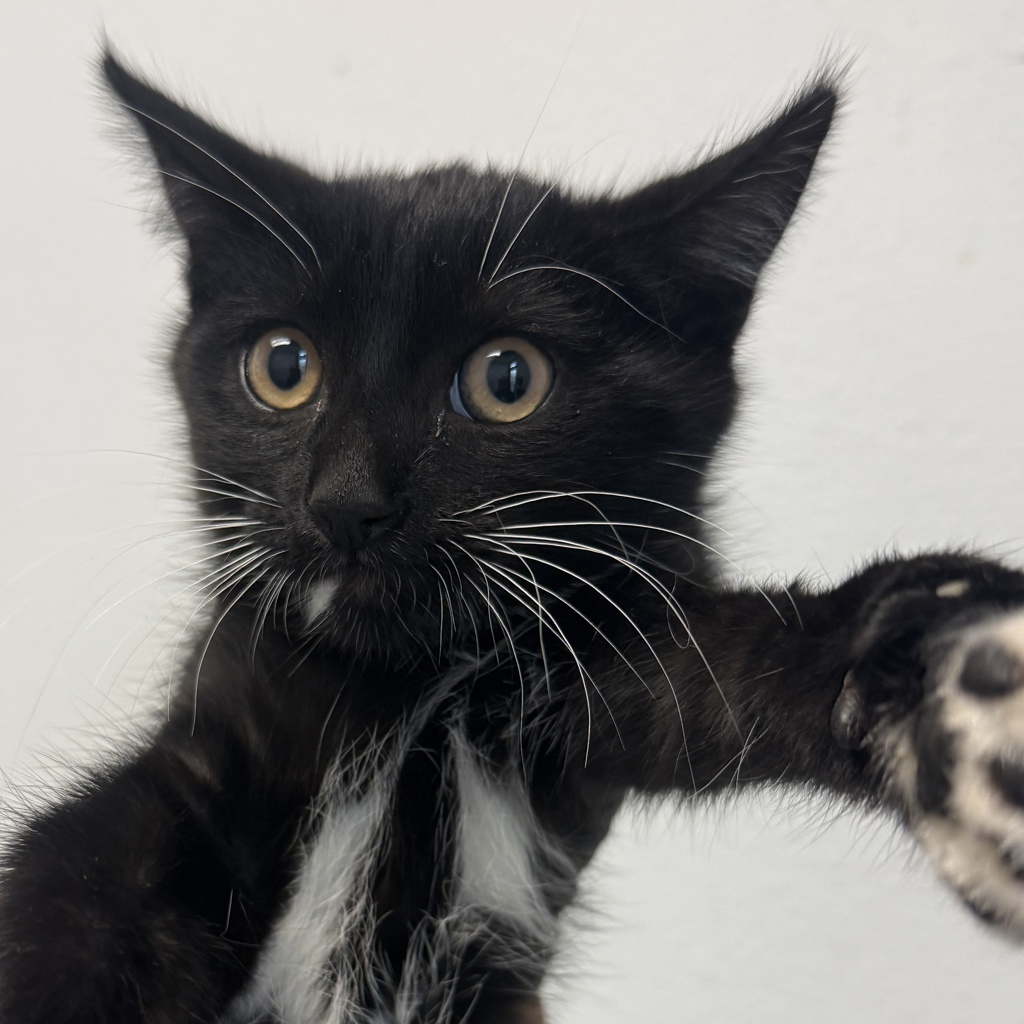Shelter Stray Male Cat last seen Cumberland St, San Diego, CA, 92134, San Diego, CA 92110