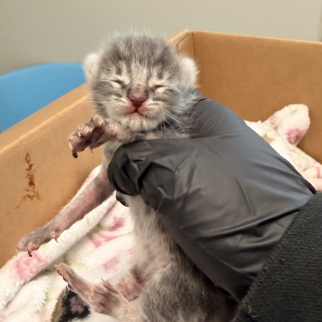 Shelter Stray Male Cat last seen Near Fleetwood Street, San Diego, CA, 92111, San Diego, CA 92110