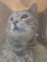 Shelter Stray Male Cat last seen Quarry Road, ZEBULON, NC, 27597, Raleigh, NC 27610