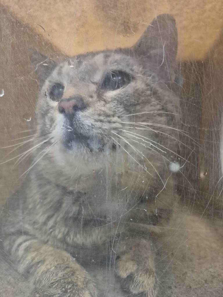 Shelter Stray Male Cat last seen Quarry Road, ZEBULON, NC, 27597, Raleigh, NC 27610