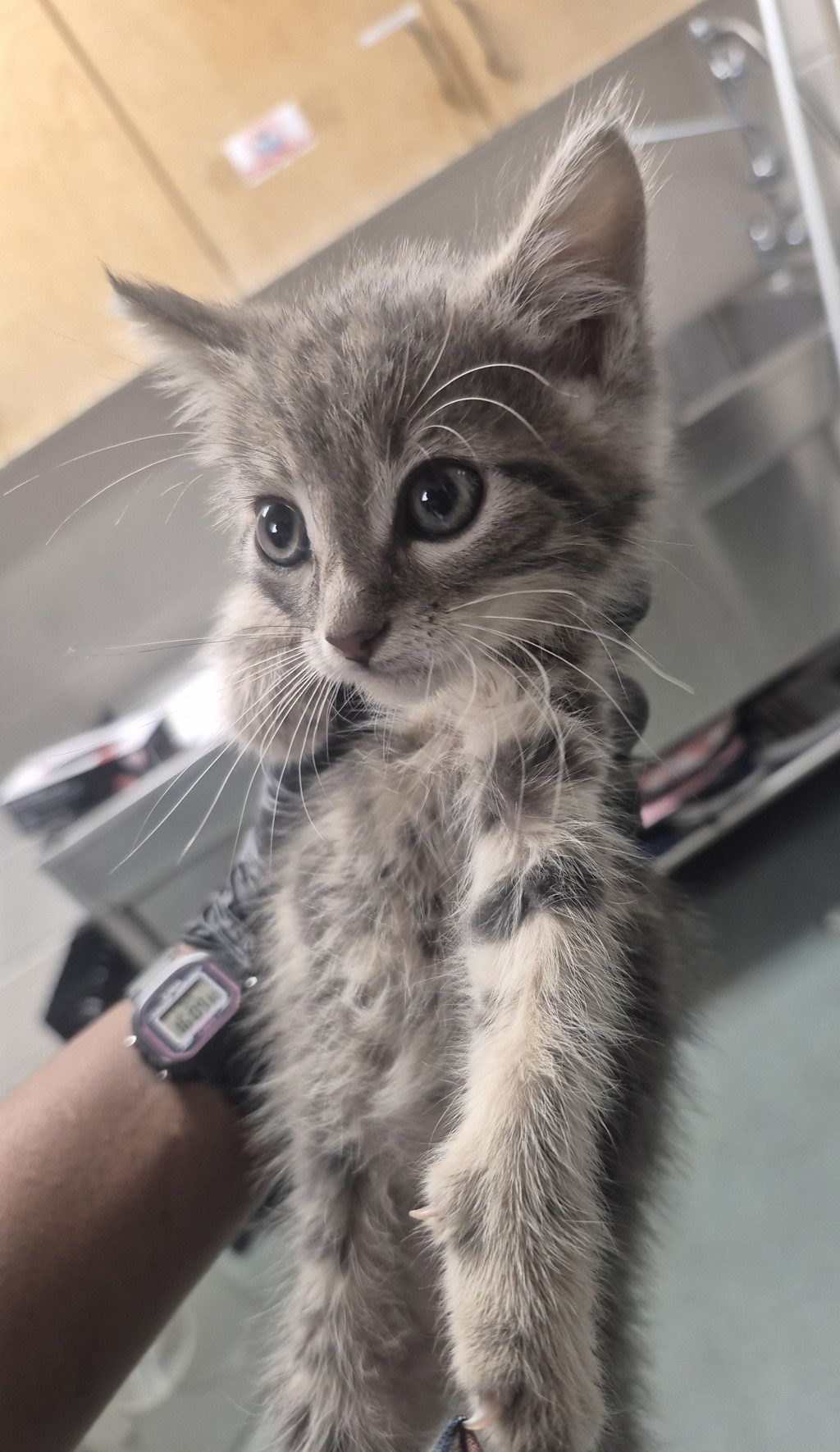 Shelter Stray Male Cat last seen Cedar Forest Way, RALEIGH, NC, 27604, Raleigh, NC 27610