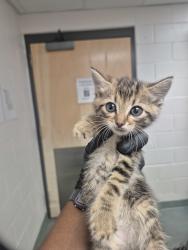 Shelter Stray Female Cat last seen Cedar Forest Way, RALEIGH, NC, 27604, Raleigh, NC 27610