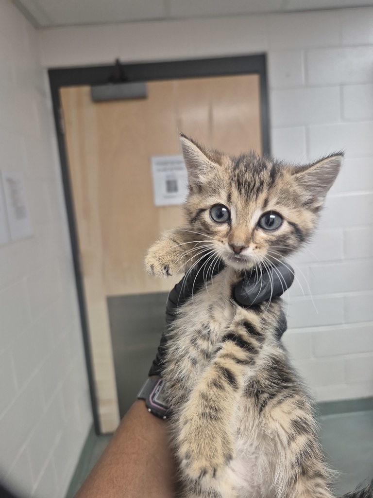 Shelter Stray Female Cat last seen Cedar Forest Way, RALEIGH, NC, 27604, Raleigh, NC 27610