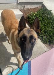 Shelter Stray Female Dog last seen Near Logan Avenue, San Diego, CA, 92113, 5500 Gaines St, San Diego, CA 92110, USA