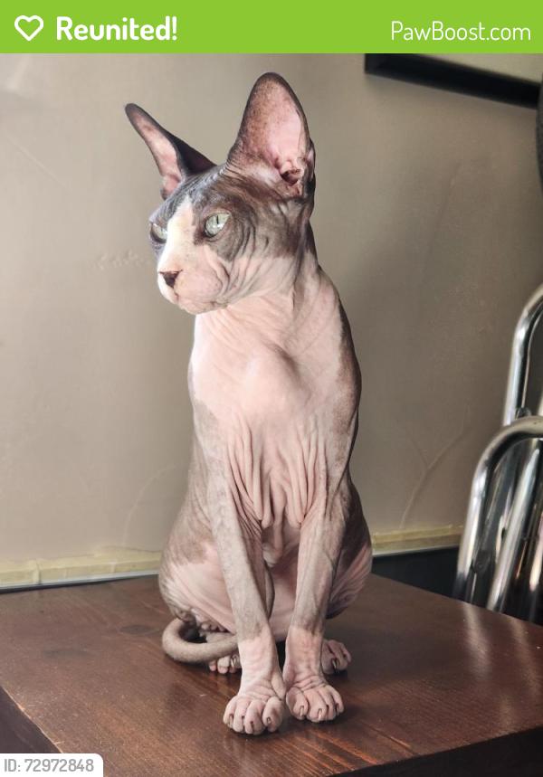 Reunited Male Cat last seen 64th and Benton , Arvada, CO 80003