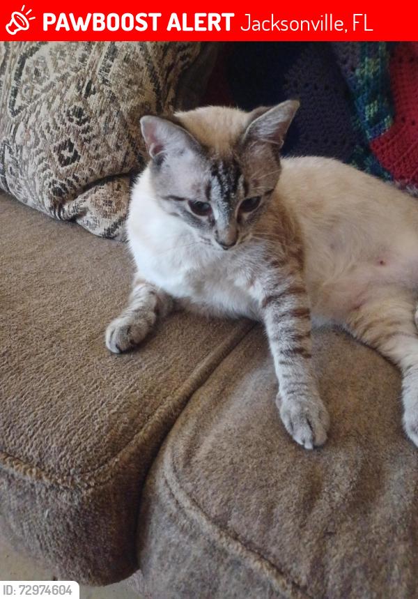 Lost Female Cat last seen Townsend Blvd near Building 13, Jacksonville, FL 32277