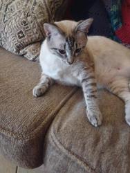 Lost Female Cat last seen Townsend Blvd near Building 13, Jacksonville, FL 32277