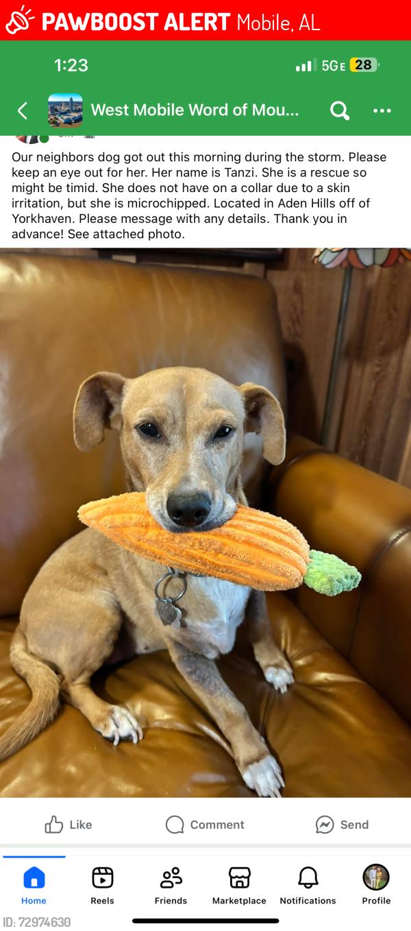 Lost Female Dog last seen Near Aden Rd , Mobile, AL 36695