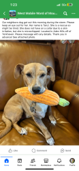 Lost Female Dog last seen Near Aden Rd, Mobile, AL 36695