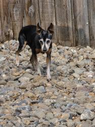 Found/Stray Female Dog last seen Walnut Creek Rd, Reno, NV 89523