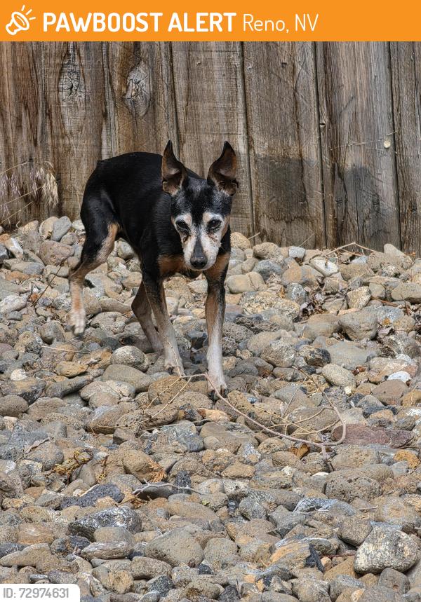Found/Stray Female Dog last seen Walnut Creek Rd, Reno, NV 89523