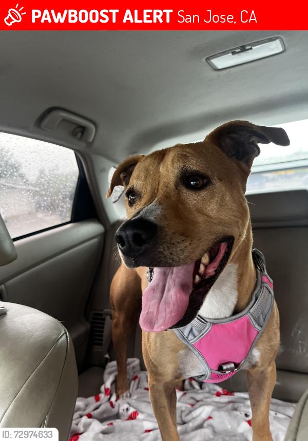 Lost Female Dog last seen Mount Palomar san Jose , San Jose, CA 95127