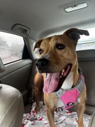 Lost Female Dog last seen Mount Palomar san Jose , San Jose, CA 95127