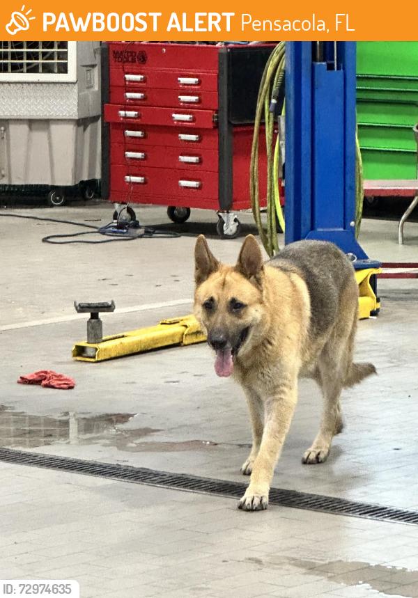Found/Stray Unknown Dog last seen Hill Kelly dodge dealership, Pensacola, FL 32505